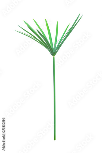 Umbrella plant, Papyrus, Cyperus alternifolius L. Isolated on white backgrund. with clipping path.