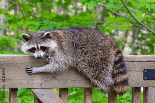 Close up of a female raccoon resting on the railing of a wooden deck against a green background.
