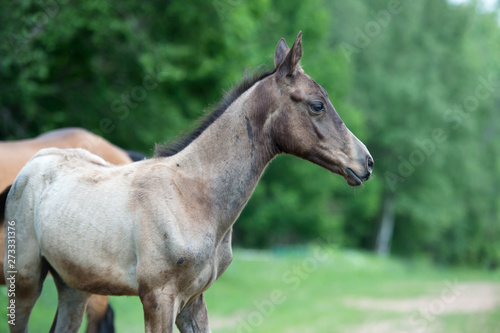 portrait of  purebred akhalteke foal against tree background © anakondasp