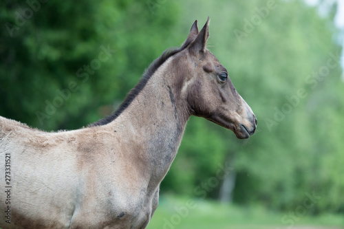portrait of  purebred akhalteke foal against tree background