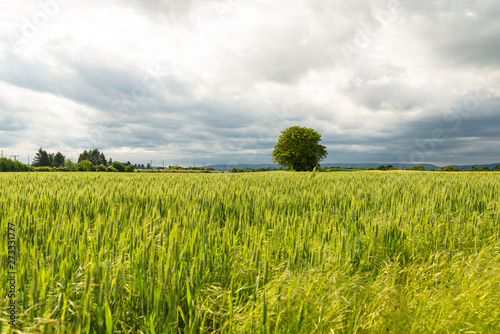A field of ripening barley against a cloudy sky on a spring day in western Germany.