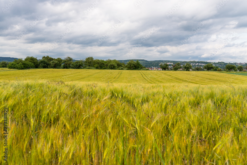 Fototapeta premium A field of ripening rye against a cloudy sky, on a spring day in western Germany.