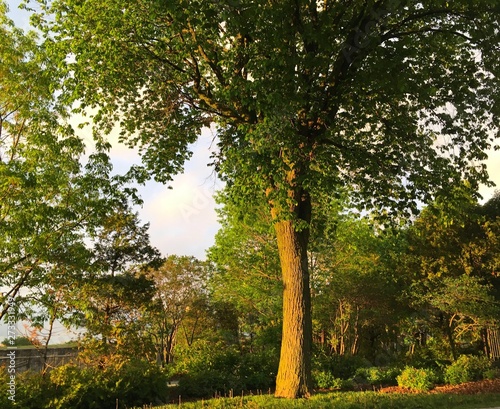 arbre en ville photo