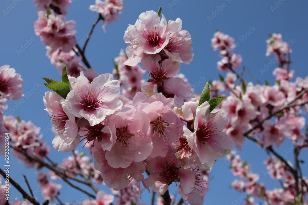 almond blossom 