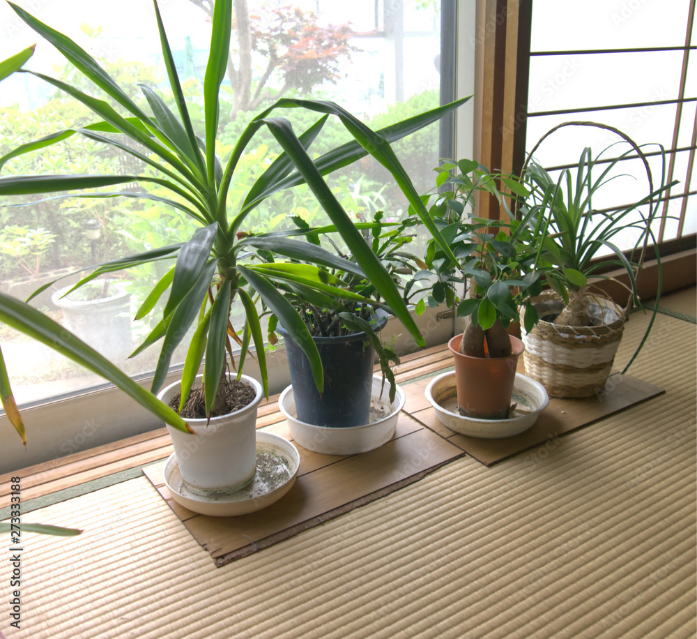 Fototapeta premium 観葉植物