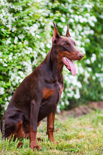 Doberman posing in a city park  puppy