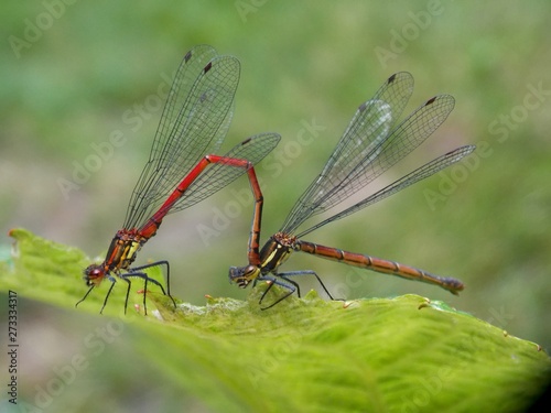 two small dragonflies in love