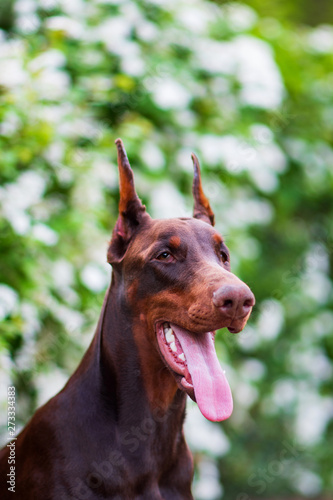 Doberman posing in a city park  puppy © Rona