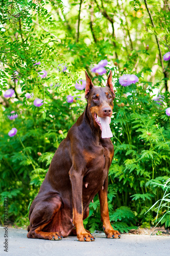 Doberman posing in a city park puppy
