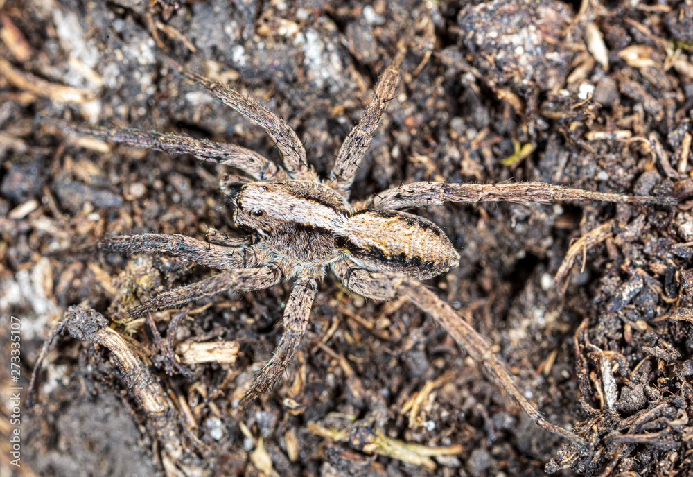 The spider sits in the ground The spider sits in the ground