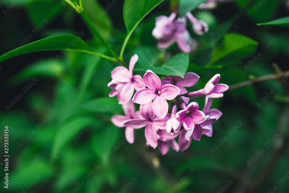 Bright spring twig of lilac bloomed in the garden in the sunlight Bright spring twig of lilac bloomed in the garden in the sunlight