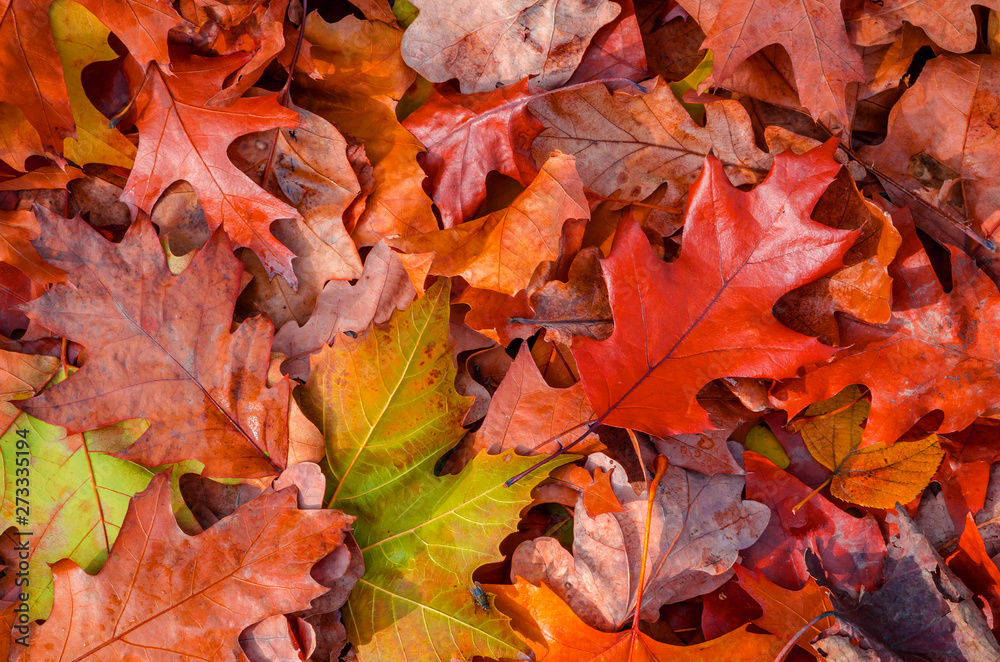 Autumn leaves background