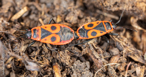Love red beetles in the ground © schankz