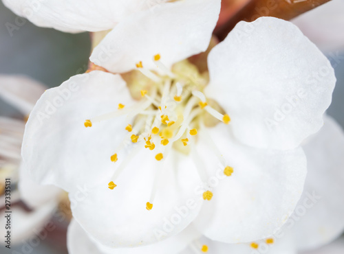 White flower on apricot