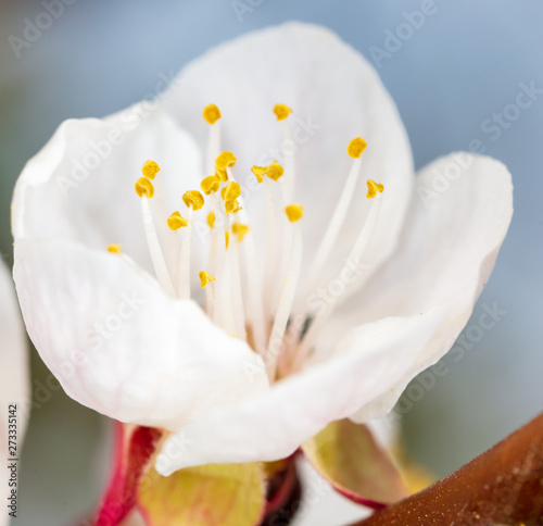 White flower on apricot photo