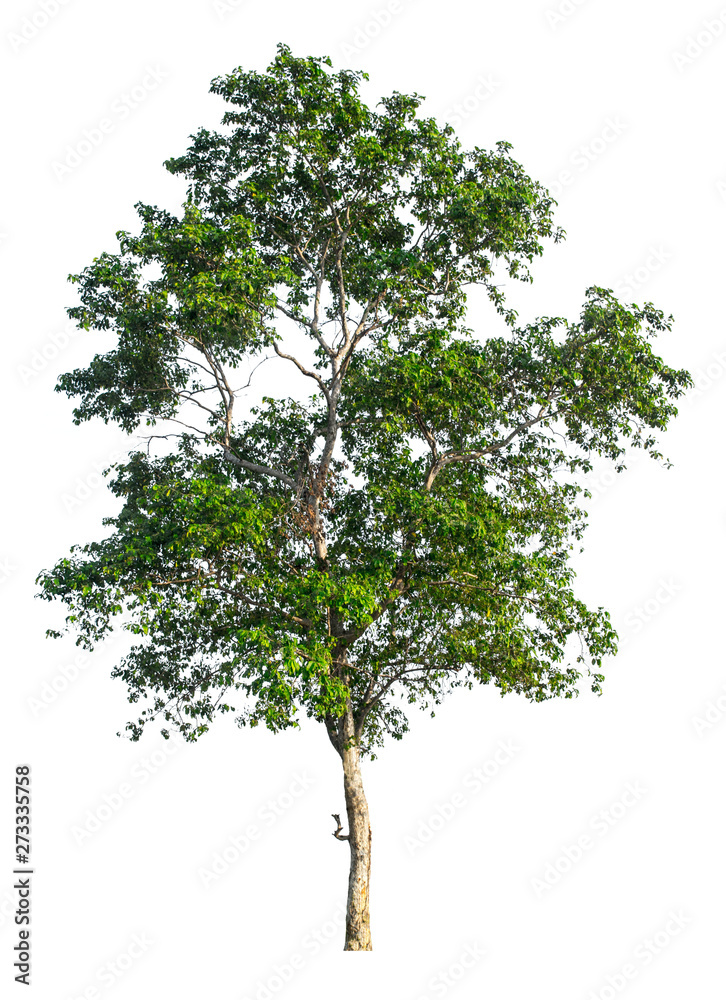 Obraz premium The tree that is completely separated from the background with the delicateness Can be used in many ways Has a scientific name Lagerstroemia floribunda