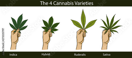 Set of cannabis by hand drawing.Hand with cannabis on white background.Leaf vector graphics design art highly detailed in line art style.