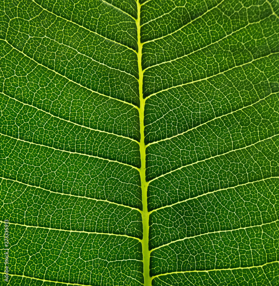 Green Leaf cell structure background, Nature design texture on green foliage - macro shot, texture Green Leaf cell structure background, Nature design texture on green foliage - macro shot, texture