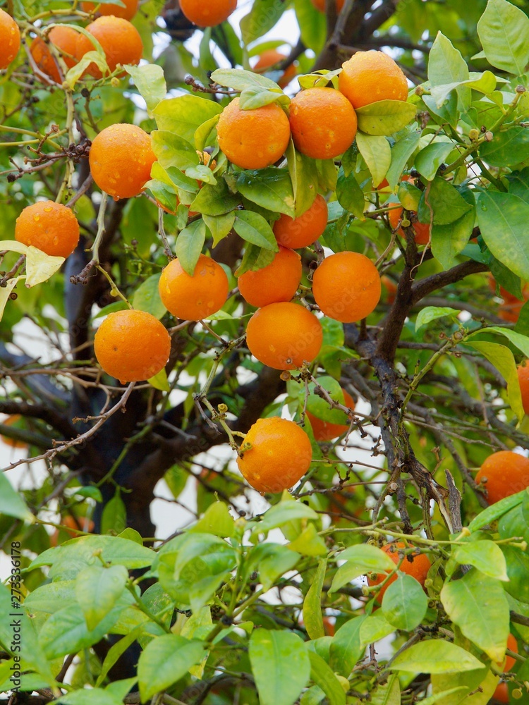 Fresh oranges are hanging on an orange tree