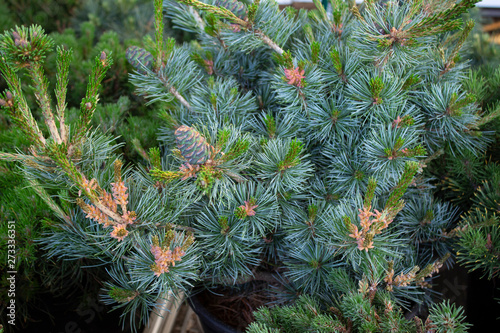 Coniferous plant in a pot with beautiful green branches and cones in the aquarium at the flower shop.