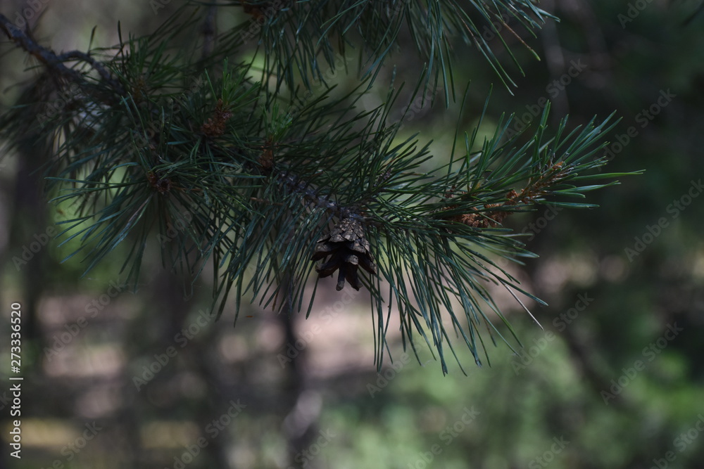 bump on a small tree in the woods bump on a small tree in the woods
