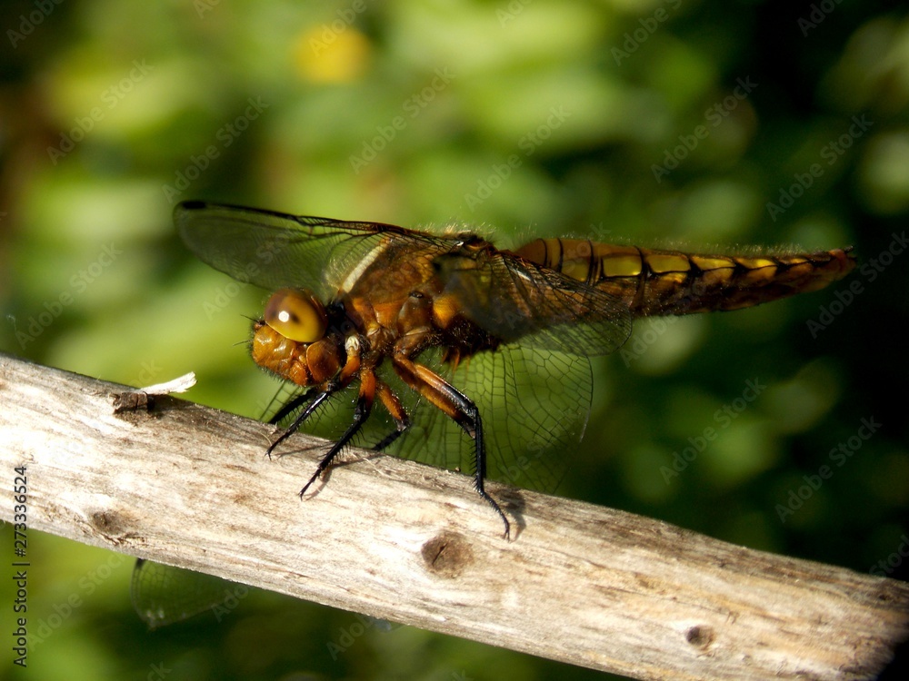 Dragonfly on a dry tree Dragonfly on a dry tree