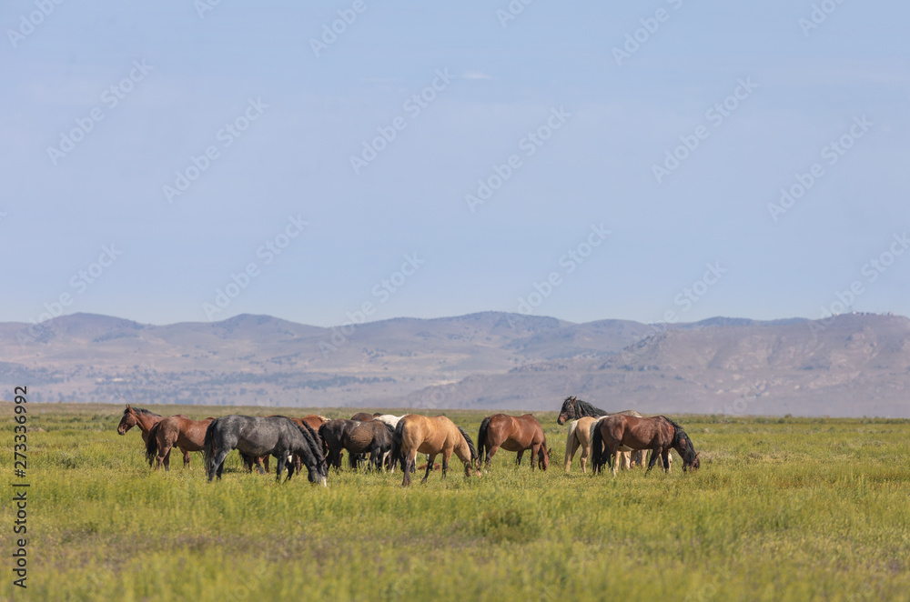 Beautiful Wild Horses in Spring in the Utah Desert