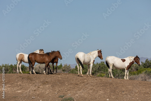 Fototapeta Naklejka Na Ścianę i Meble -  Beautiful Wild Horses in Spring in the Utah Desert