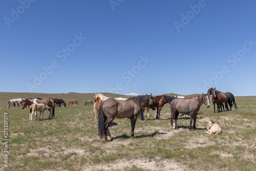 Beautiful Wild Horses in Spring in the Utah Desert © natureguy
