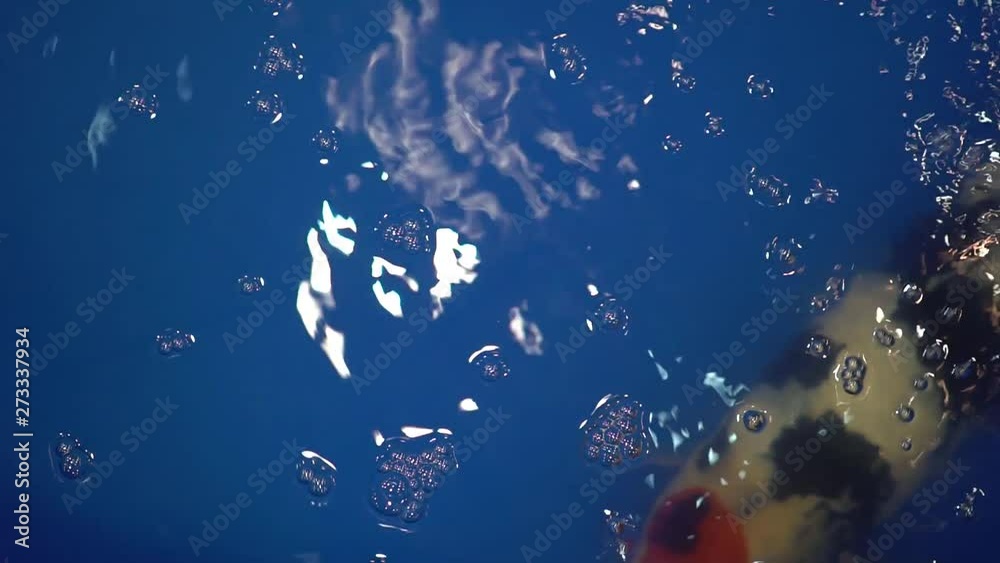 amazing koi fish in a blue tank amazing koi fish in a blue tank