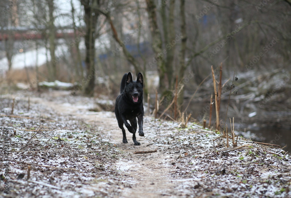 Naklejka premium Portrait of cute mixed breed black dog walking on winter meadow.