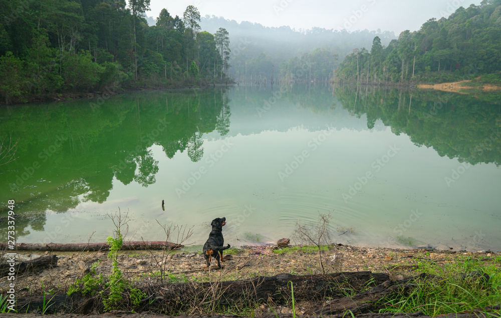 Obraz premium Dog in a beautiful lake and forest landscape.
