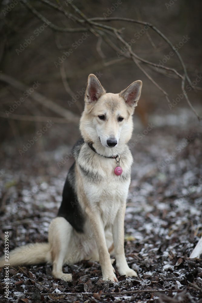 Portrait of cute mixed breed husky dog sitting on winter meadow. Portrait of cute mixed breed husky dog sitting on winter meadow.