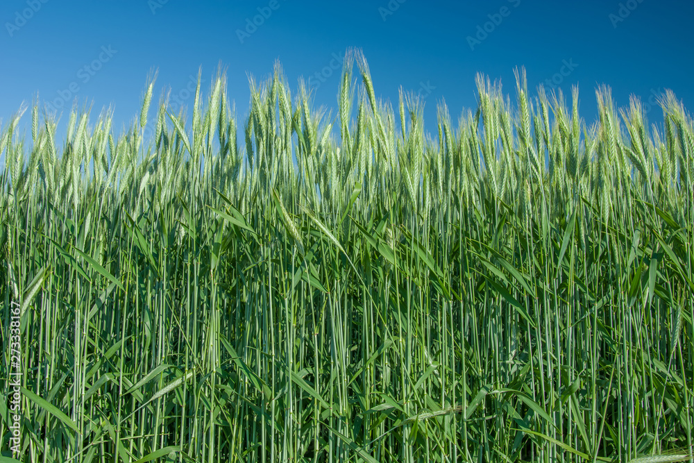 Green barley at close-up and blue sky