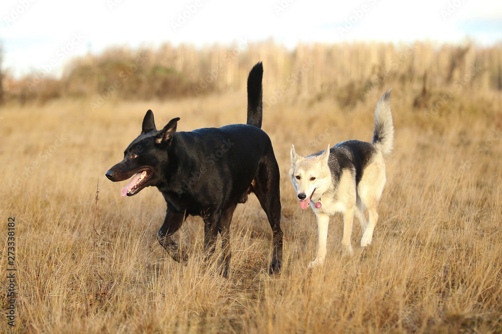 Two cute mixed breed black dogs walking on autumn meadow. Two cute mixed breed black dogs walking on autumn meadow.