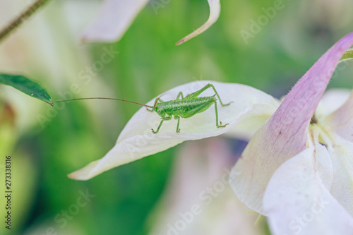 Green cricket in the garden. Small insect on a plant. Green grasshopper in flowerbed photo