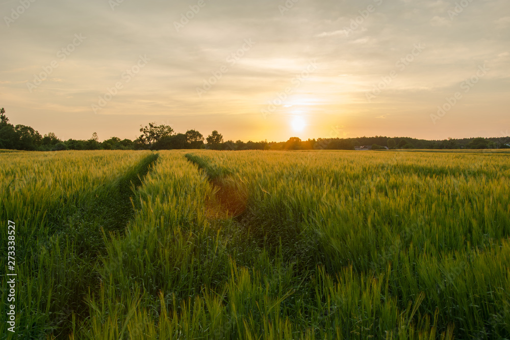 Technological path in barley cereal and sunset