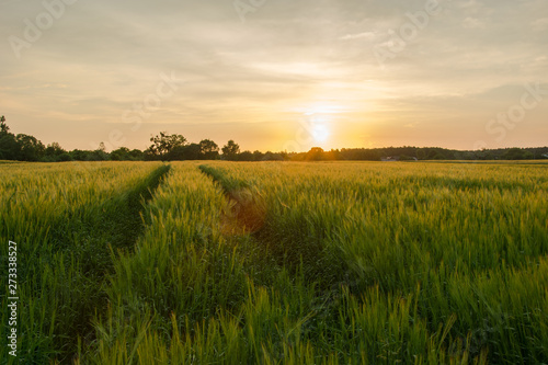 Technological path in barley cereal and sunset © darekb22