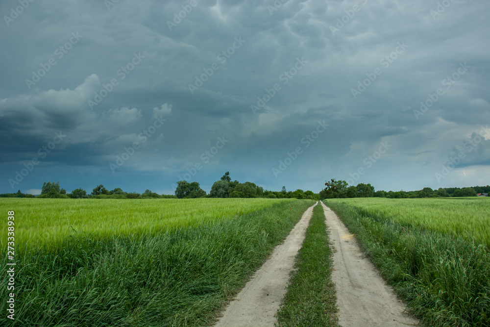 Stormy rainy dark clouds and dirt road through a green field of grain