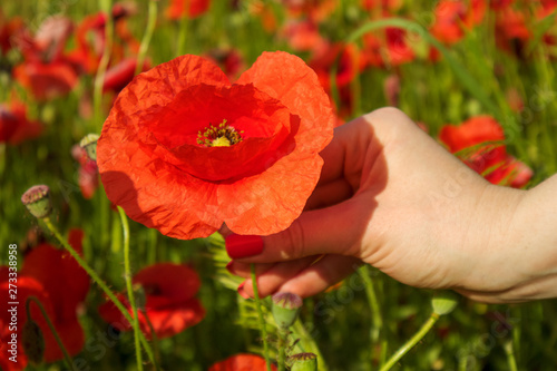 The hand takes the poppy flower. The remembrance poppy is a flower that has been used to commemorate military personnel who have died in war. © Serhii