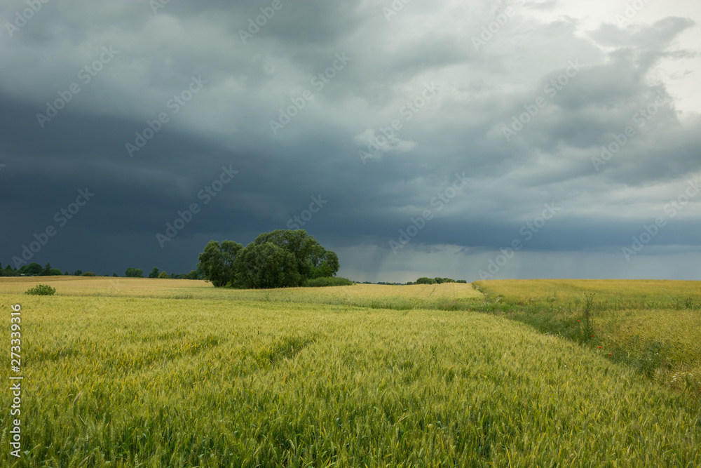 Fototapeta premium Cloudy dark sky and rain over trees in a field of grain