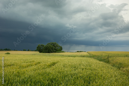 Cloudy dark sky and rain over trees in a field of grain