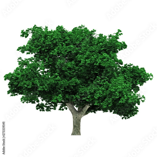 Tree isolated on white background for graphic decoration  suitable for both web and print media 