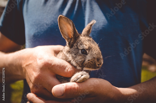 rabbit breeding concept. Men's hands hold a rabbit cub in the sunlight on nature.