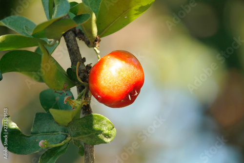 Acerola small cherry fruit on the tree photo