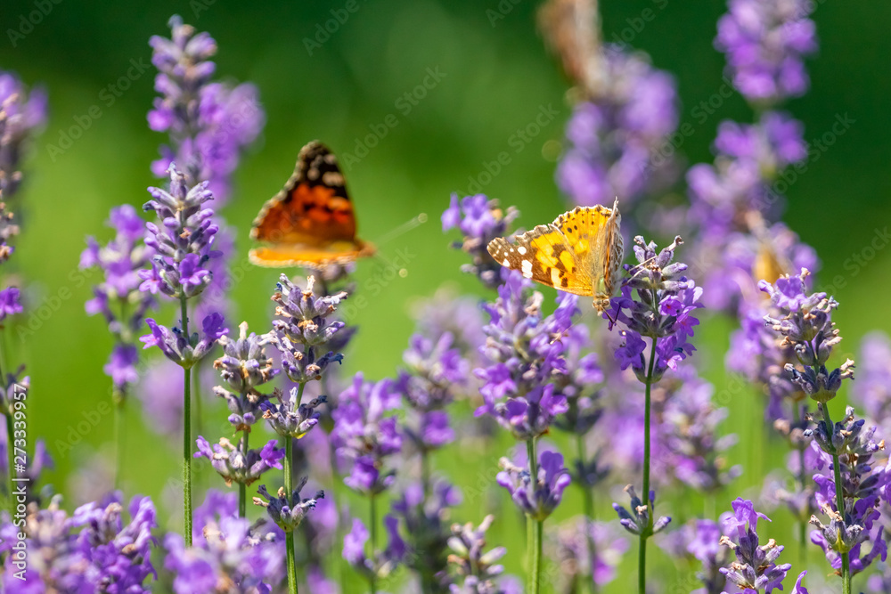 Butterfly on purple lavender flowers, lavender field closeup. Butterfly on purple lavender flowers, lavender field closeup.