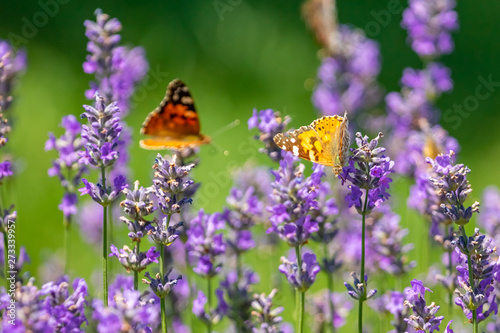 Butterfly on purple lavender flowers, lavender field closeup.