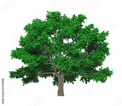 Tree isolated on white background for graphic decoration  suitable for both web and print media 