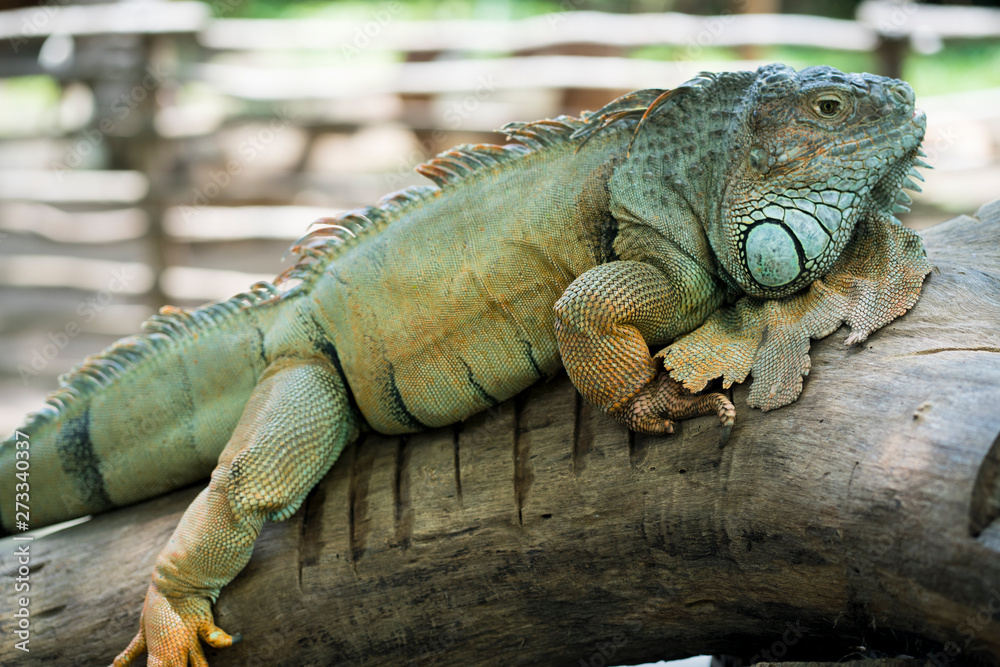 Fototapeta premium iguana on a branch