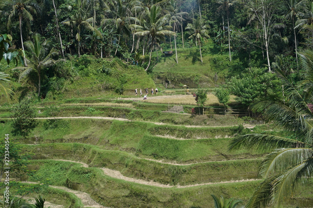 rice terraces in bali indonesia